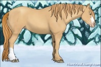 Horse Color:Gold Champagne 