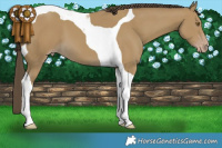 Horse Color:Classic Cream Champagne Tobiano