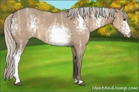 Horse Color:White Spotted Silver Brown Ice Dun Rabicano