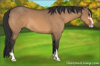 Horse Color:Bay Dun Sabino 