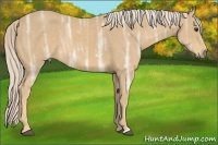 Horse Color:Palomino Ice Rabicano 