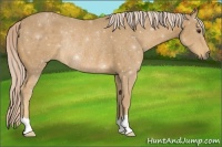 Horse Color:Palomino Rabicano 