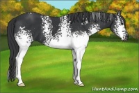 Horse Color:White Spotted Black 