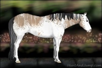 Horse Color:White Spotted Bay Ice Dun Sabino 