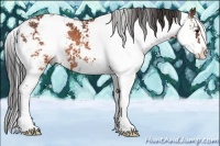 Horse Color:Brown Sabino Rabicano