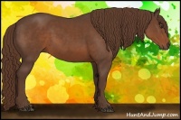 Horse Color:Liver Chestnut Sabino Rabicano