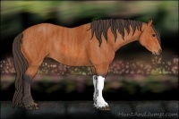 Horse Color:Bay Rabicano Brindle