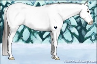 Horse Color:Black Splash Frame Appaloosa Rabicano 