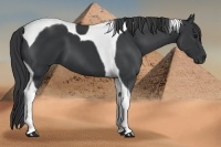Horse Color:Black Tobiano 