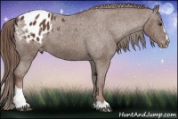 Horse Color:Liver Chestnut Sabino Appaloosa 