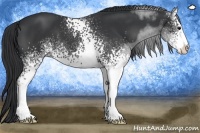 Horse Color:White Spotted Black Sabino