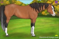 Horse Color:Bay Sabino Splash Rabicano