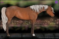 Horse Color:Silver Bay Rabicano