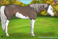 Horse Color:Silver Black Splash 