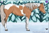 Horse Color:Silver Bay Sabino Tobiano