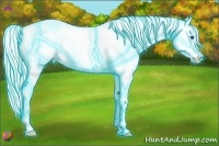 Horse Color:Thunderstruck Silver Amber Cream Champagne Dun Splash Frame Appaloosa 
