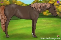 Horse Color:Liver Chestnut Rabicano