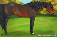 Horse Color:Brown 