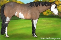 Horse Color:Buckskin Splash Frame Rabicano