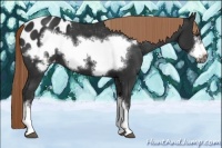 Horse Color:Liver Chestnut Frame Appaloosa 
