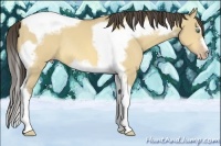 Horse Color:Amber Cream Champagne Dun Splash Tobiano Frame Rabicano 