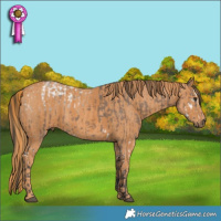 Horse Color:Liver Red Dun Ice Splash  Brindle