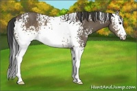 Horse Color:White Spotted Buckskin