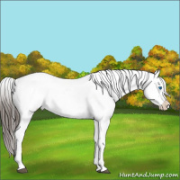 Horse Color:Brown Dun Frame Appaloosa 