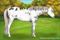 Horse Color:Liver Chestnut Splash Frame Appaloosa 