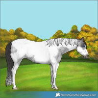 Horse Color:Smoky Blue Roan Tobiano Frame 