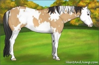 Horse Color:White Spotted Bay Dun Splash 