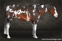 Horse Color:White Spotted Brown Splash