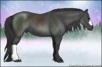 Horse Color:Smoky Black 