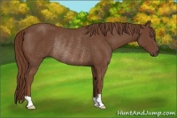 Horse Color:Chestnut Rabicano 