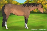 Horse Color:Buckskin 