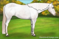 Horse Color:Chestnut Appaloosa 