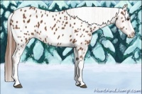 Horse Color:Chestnut Appaloosa