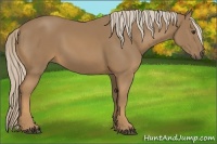 Horse Color:Palomino