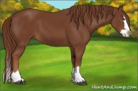 Horse Color:Chestnut Splash 