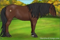 Horse Color:Bay Rabicano 