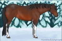 Horse Color:Bay Tobiano 