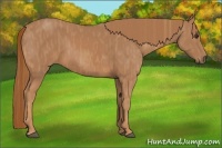Horse Color:Chestnut  Brindle