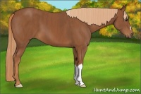 Horse Color:Chestnut  Brindle