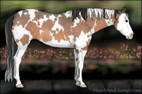 Horse Color:White Spotted Buckskin Roan Splash 