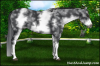 Horse Color:White Spotted Black Chinchilla Splash Frame 