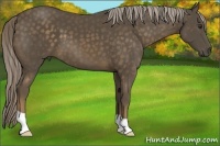 Horse Color:Chocolate Palomino 