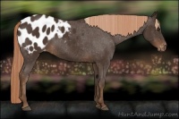 Horse Color:Liver Chestnut Sabino Appaloosa 