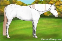 Horse Color:White Spotted Buckskin Dun Splash Frame Appaloosa 