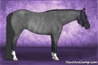 Horse Color:Blue Roan Rabicano 