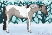 Horse Color:Grullo Roan Tobiano Rabicano